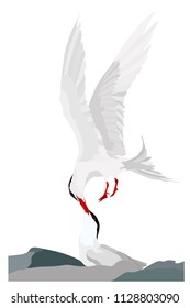 Kissing birds. Romantic animals. Vector image. Common Tern. White background.