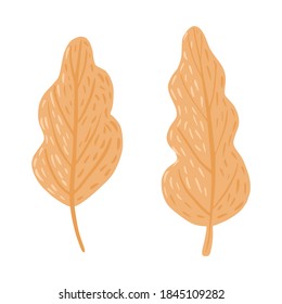 Kit leaf isolated on white background. Scandinavian botany autumn season hand drawn in doodle style vector illustration.