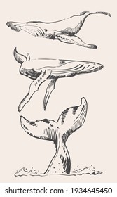 Kit of whale sketches,hand drawn animal