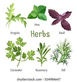 Kitchen aroma herbs and spices collection in cartoon style. Vector illustration of branches and leaves of arugula, fresh mint, purple basil, organic coriander, aromatic rosemary and green dill.