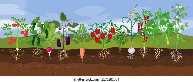 Kitchen garden with different vegetables. Landscape with set of vegetable plants with ripe fruits and root system below ground level. Harvest time