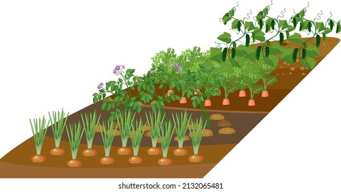 Kitchen garden with onion, potato, cucumber and carrot plants. Harvest time