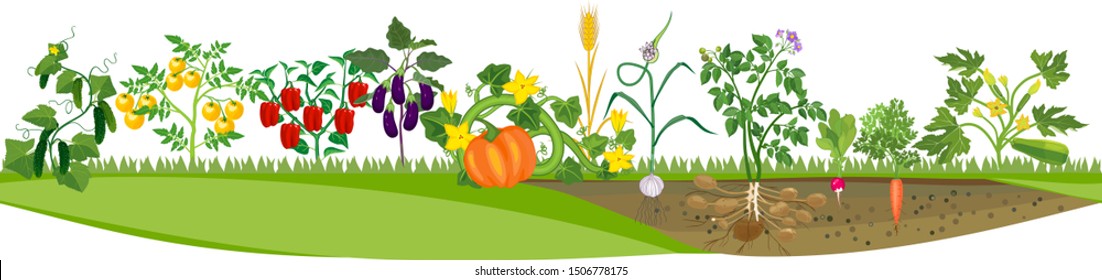 Kitchen garden or vegetable garden with crop of different vegetables. Harvest time