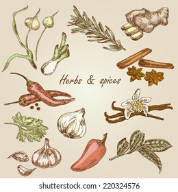 Kitchen gerbs and spices color. Hand drawn vector illustration