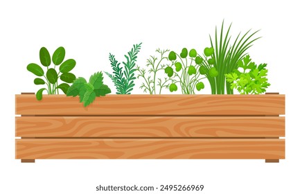 Kitchen green plants. Culinary herbs for cooking in wooden box. Gardening and planting, organic fresh spices for meals and eat, neoteric vector concept