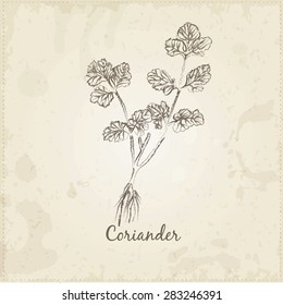 Kitchen hand-drawn herbs and spices .Health and Nature Collection. Labels for Essential Oils and Natural Supplements. Coriander.