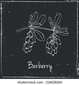 Kitchen hand-drawn herbs and spices .Health and Nature Collection. Labels for Essential Oils and Natural Supplements.
