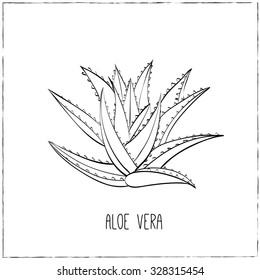 Featured image of post Aloe Vera Doodle Aloe vera cactus in doodle style