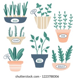 Kitchen herbs collection. Green growing sage, rosemary, mint, thyme, arugula, onion with labels. Culinary herbs in pots. Gardening. Vector hand drawn illustration
