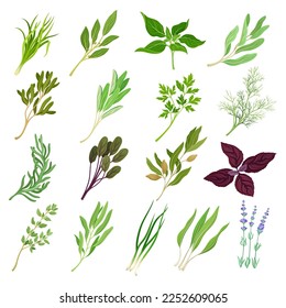 Kitchen Herbs or Potherbs as Spice and Condiment Big Vector Set