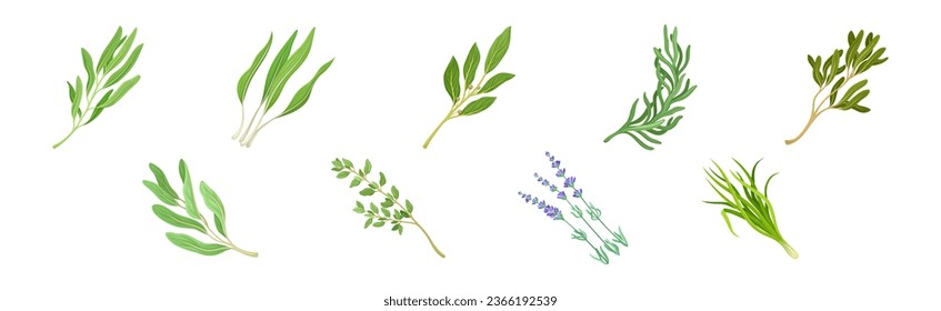 Kitchen Herbs or Potherbs as Spice and Condiment Vector Set