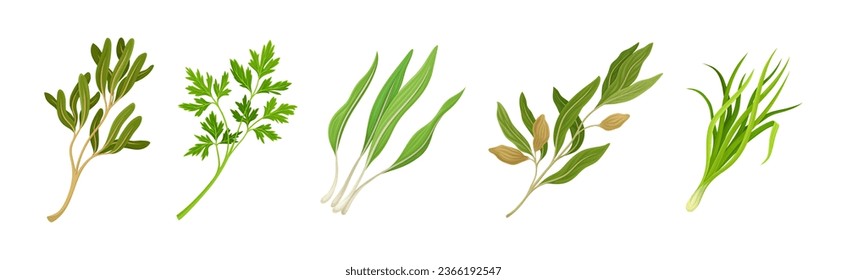 Kitchen Herbs or Potherbs as Spice and Condiment Vector Set