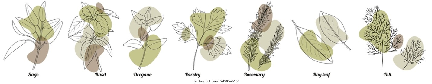 Kitchen Herbs set isolated in hand drawn outline style with transparent abstract shapes. Such as dill, oregano, rosemary, parsley, basil, bay leaf, oregano, sage. Food spices illustration.	