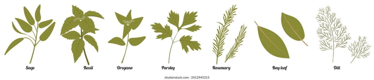 Kitchen  Herbs set isolated vector illustration in hand drawn flat style. Such as dill, oregano, rosemary, parsley, basil, bay leaf, oregano, sage. Food spices illustration.