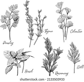 Kitchen herbs set. Sketchy vector hand-drawn illustrations