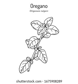 Kitchen herbs and spice. Oregano Origanum vulgare. Hand drawn botanical vector illustration