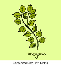 Kitchen herbs and spice. Oregano. Vector illustration