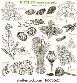 Kitchen herbs and spice, vector collection 1.