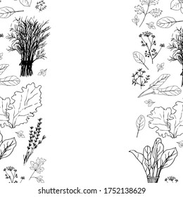 
Kitchen herbs and spices banner. Spinach, dill, parsley, thyme, salad. Vector graphics