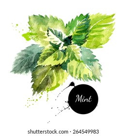 Kitchen herbs and spices banner. Vector illustration. Watercolor mint