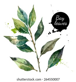 Kitchen herbs and spices banner. Vector illustration. Watercolor bay leaf svg