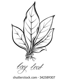 Kitchen herbs and spices. Bay laurel leaf. Hand drawn vector illustration.