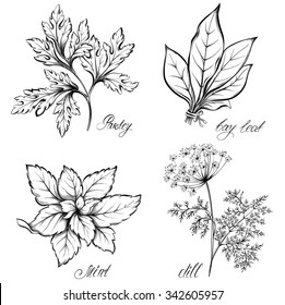 Kitchen herbs and spices. Dill, parsley, mint and bay leaf. Hand drawn vector illustration