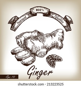 Kitchen herbs and spices. Ginger hand drawn illustration in sketch style