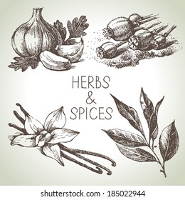 Kitchen herbs and spices. Hand drawn sketch design elements 