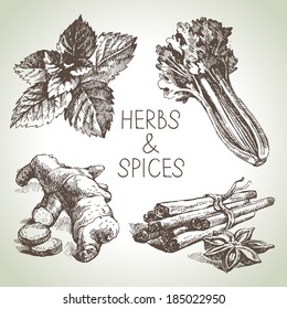 Kitchen herbs and spices. Hand drawn sketch design elements 