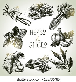 Kitchen herbs and spices. Hand drawn sketch icons