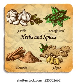 Kitchen herbs and spices. Hand drawn sketch design elements. Watercolor