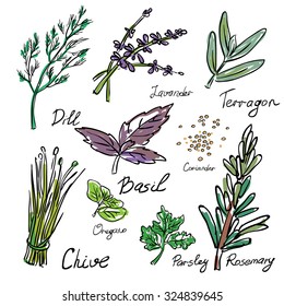 Kitchen herbs and spices. Hand drawn sketch icons eps10