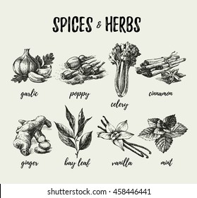Kitchen herbs and spices. Hand drawn sketch vintage icons. Vector illustration