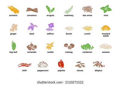 Kitchen herbs and spices isolated vector set. Illustration of ingredient herb, garlic and spice for cooking.