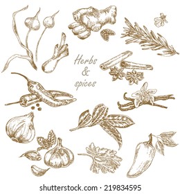 Kitchen herbs and spices set hand drawn vector illustration in sketch style