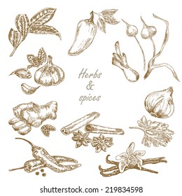 Kitchen herbs and spices set hand drawn vector illustration