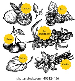 Kitchen herbs and spices set hand drawn vector illustration
