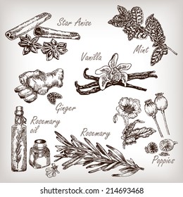 Kitchen herbs and spices set. Rosemary, poppy, mint,vanilla,star anise, ginger hand drawn illustration in sketch style