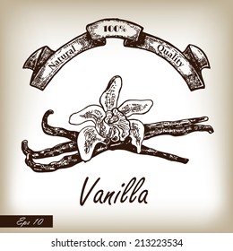 Kitchen herbs and spices. Vanilla hand drawn illustration in sketch style