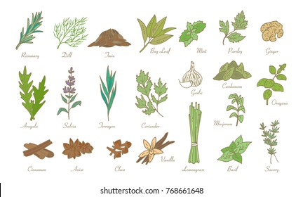 kitchen herbs and spices, vector doodle sketch