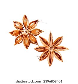 Kitchen herbs and spices. Vector illustration. Watercolor anise