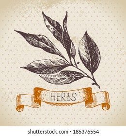 Kitchen herbs and spices. Vintage background with hand drawn sketch bay leaf