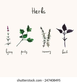 Kitchen Herbs. Watercolor Vector Botanical Collection Of Basil, Rosemary, Parsley And Hyssop.