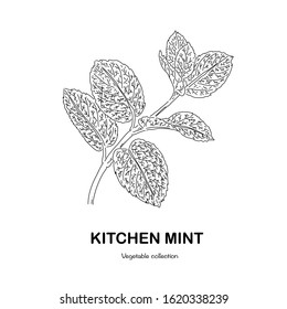 Kitchen mint freehand drawing-vector illustration. Doodle style.