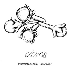 Kitchen spices. Clove. Hand drawn vector illustration.