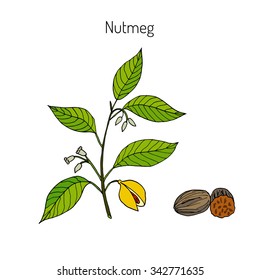 Kitchen spices. Nutmeg. Hand drawn vector illustration.