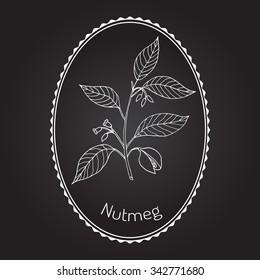 Kitchen spices. Nutmeg. Hand drawn vector illustration.