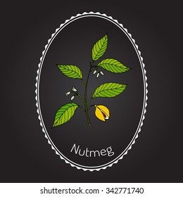 Kitchen spices. Nutmeg. Hand drawn vector illustration.