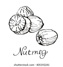 Kitchen spices. Nutmeg. Hand drawn vector illustration.